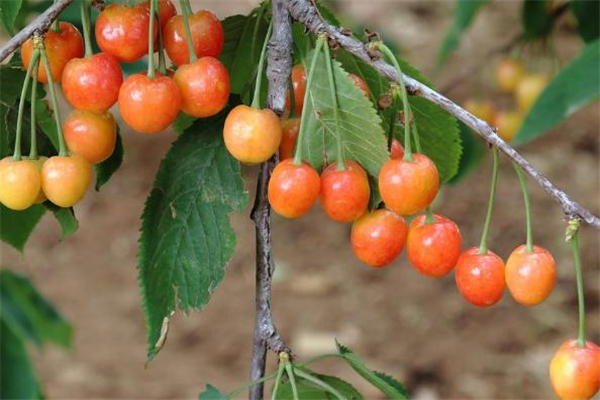 櫻桃變質了是什么味道 櫻桃怎么看變質