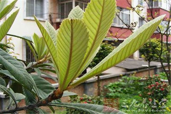 枇杷葉的功效與作用是什么 枇杷葉有什么作用 枇杷葉的功效與作用是什么 枇杷葉有什么作用