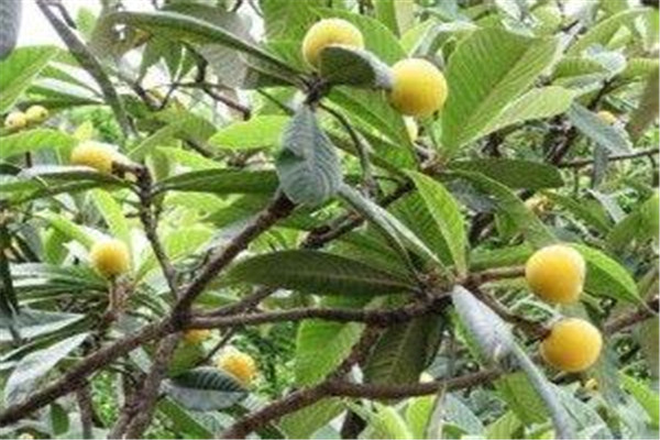 枇杷葉有毒嗎 枇杷葉好嗎 枇杷葉有毒嗎 枇杷葉好嗎