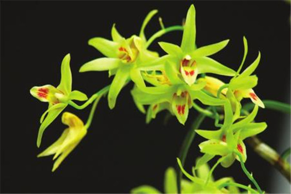 鐵皮石斛泡水喝的功效是什么 鐵皮石斛的作用是什么 鐵皮石斛泡水喝的功效是什么 鐵皮石斛的作用是什么