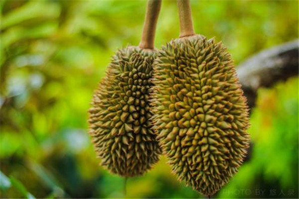 榴蓮是熱帶水果嗎 榴蓮是不是發(fā)物 榴蓮是熱帶水果嗎 榴蓮是不是發(fā)物