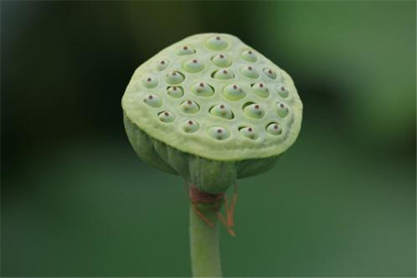 蓮蓬泡水喝能減肥嗎 蓮蓬泡水喝怎么減肥 蓮蓬泡水喝能減肥嗎 蓮蓬泡水喝怎么減肥