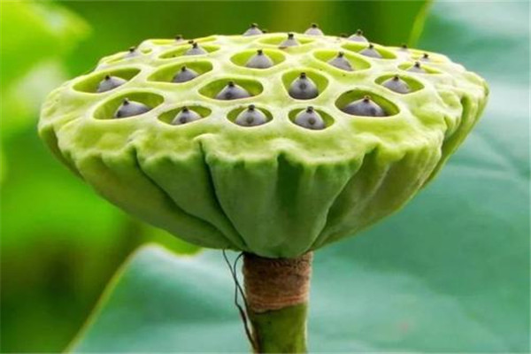 蓮蓬泡水喝能減肥嗎 蓮蓬泡水喝怎么減肥 蓮蓬泡水喝能減肥嗎 蓮蓬泡水喝怎么減肥