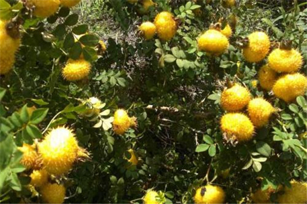 刺梨的刺怎么去掉 刺梨怎么吃 刺梨的刺怎么去掉 刺梨怎么吃