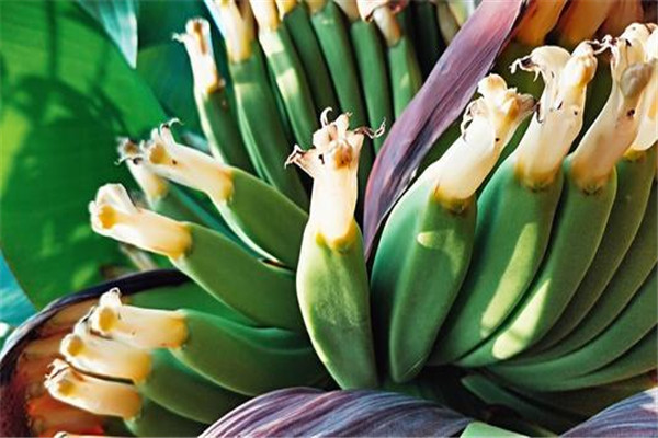 香蕉花的功效與作用是什么 香蕉花有什么功效 香蕉花的功效與作用是什么 香蕉花有什么功效