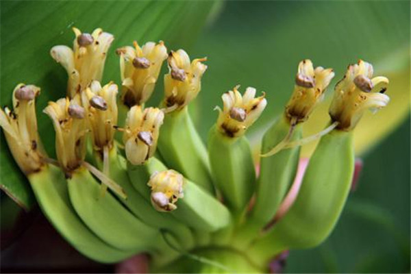 香蕉花的功效與作用是什么 香蕉花有什么功效 香蕉花的功效與作用是什么 香蕉花有什么功效