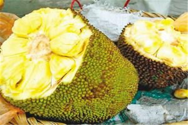 菠蘿蜜有營養(yǎng)嗎 菠蘿蜜怎么吃有營養(yǎng) 菠蘿蜜有營養(yǎng)嗎 菠蘿蜜怎么吃有營養(yǎng)