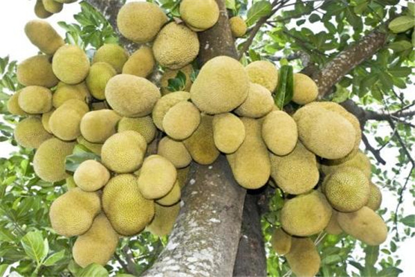 菠蘿蜜有營養(yǎng)嗎 菠蘿蜜怎么吃有營養(yǎng) 菠蘿蜜有營養(yǎng)嗎 菠蘿蜜怎么吃有營養(yǎng)