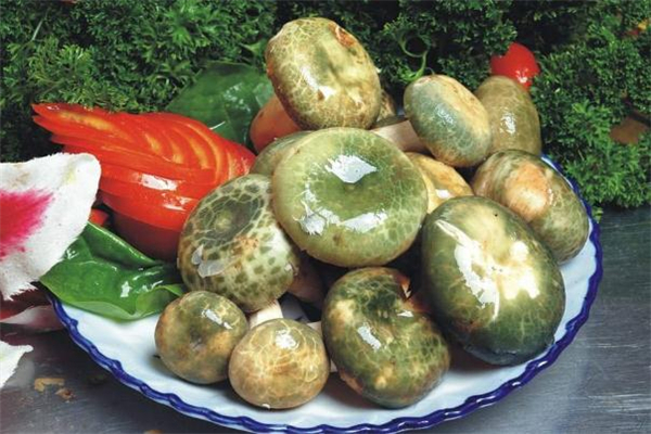 青頭菌有毒嗎 青頭菌能吃嗎 青頭菌有毒嗎 青頭菌能吃嗎