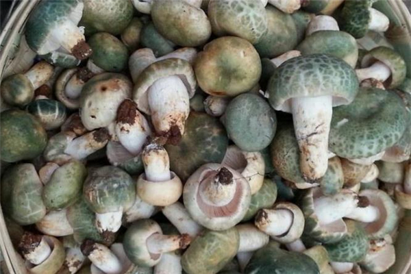 青頭菌有毒嗎 青頭菌能吃嗎 青頭菌有毒嗎 青頭菌能吃嗎