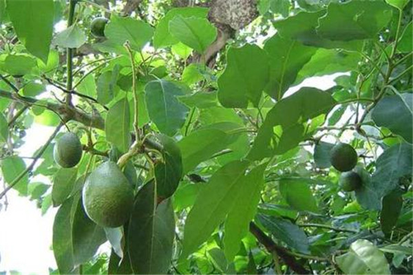 吃牛油果會發(fā)胖嗎 牛油果會不會發(fā)胖 吃牛油果會發(fā)胖嗎 牛油果會不會發(fā)胖