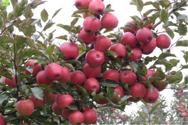 吃蘋果一天能瘦幾斤 蘋果的作用是什么 吃蘋果一天能瘦幾斤 蘋果的作用是什么