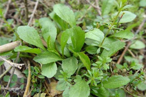 馬蘭頭是什么季節(jié)的蔬菜 馬蘭頭幾月份有 馬蘭頭是什么季節(jié)的蔬菜 馬蘭頭幾月份有