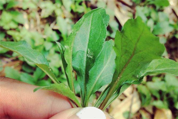 產婦坐月子能吃馬蘭頭嗎 產后吃馬蘭頭好嗎