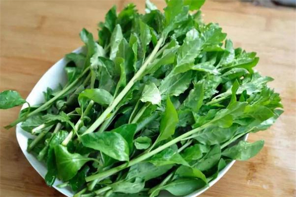 馬蘭頭吃多了會中毒嗎 吃馬蘭頭嘔吐是中毒嗎 馬蘭頭吃多了會中毒嗎 吃馬蘭頭嘔吐是中毒嗎