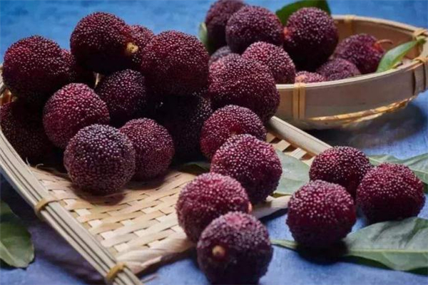 楊梅泡不出蟲子怎么回事 楊梅泡不出蟲子正常嗎 楊梅泡不出蟲子怎么回事 楊梅泡不出蟲子正常嗎