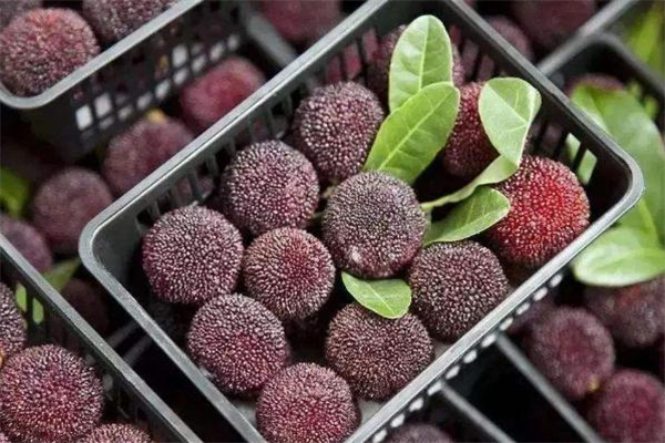 楊梅泡不出蟲子怎么回事 楊梅泡不出蟲子正常嗎 楊梅泡不出蟲子怎么回事 楊梅泡不出蟲子正常嗎