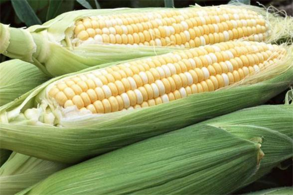 減肥可以吃甜玉米嗎 吃甜玉米會(huì)胖嗎