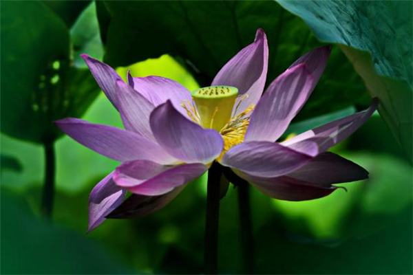 夏至怎么發(fā)朋友圈 夏至有什么祝福語 夏至怎么發(fā)朋友圈 夏至有什么祝福語