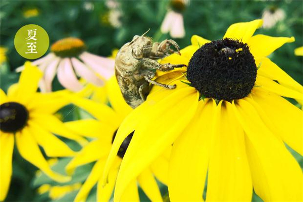 夏至怎么發(fā)朋友圈 夏至有什么祝福語 夏至怎么發(fā)朋友圈 夏至有什么祝福語