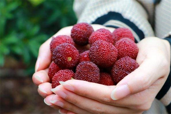 楊梅泡不出蟲(chóng)子怎么回事 楊梅泡不出蟲(chóng)子正常嗎