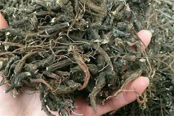 鴨腳草孕婦可以吃嗎 鴨腳草燉湯孕婦能喝嗎 鴨腳草孕婦可以吃嗎 鴨腳草燉湯孕婦能喝嗎