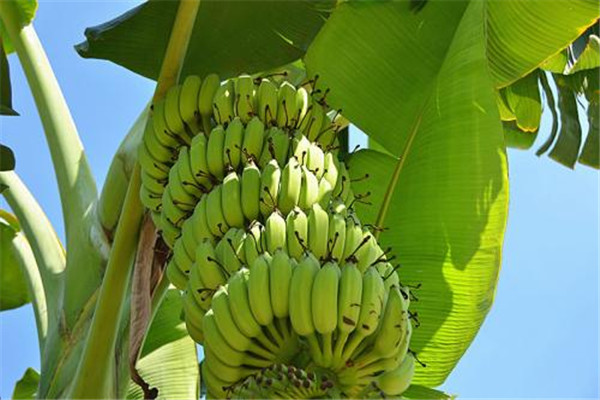 香蕉里面有紅色能吃嗎 香蕉的功效是什么 香蕉里面有紅色能吃嗎 香蕉的功效是什么