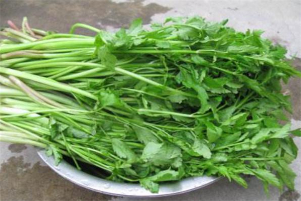 吃水芹菜會(huì)中毒嗎 水芹菜吃多了會(huì)中毒嗎 吃水芹菜會(huì)中毒嗎 水芹菜吃多了會(huì)中毒嗎