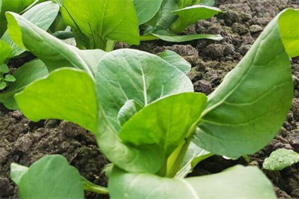 雞毛菜是上海青嗎 雞毛菜和上海青的區(qū)別 雞毛菜是上海青嗎 雞毛菜和上海青的區(qū)別