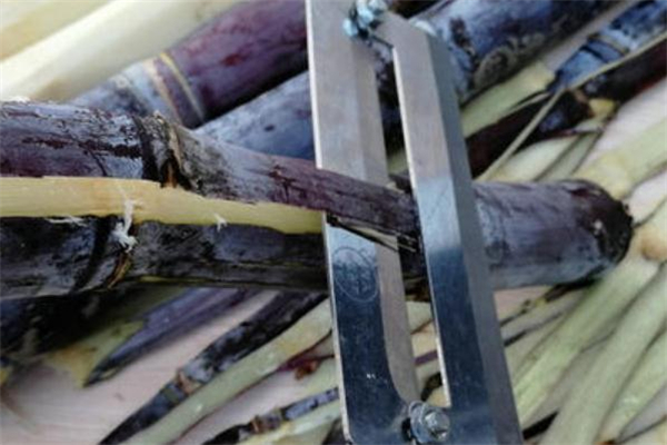 甘蔗皮屬于什么垃圾 甘蔗皮是干垃圾還是濕垃圾 甘蔗皮屬于什么垃圾 甘蔗皮是干垃圾還是濕垃圾