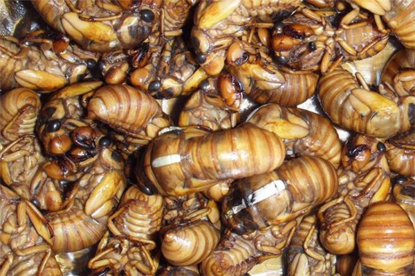 女人吃知了猴好嗎 女人吃知了猴有什么好處 女人吃知了猴好嗎 女人吃知了猴有什么好處