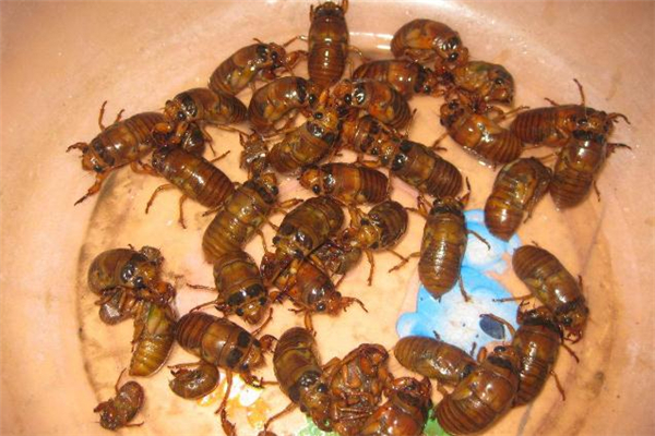 男人吃知了猴補(bǔ)腎嗎 男人吃知了猴有什么好處 男人吃知了猴補(bǔ)腎嗎 男人吃知了猴有什么好處