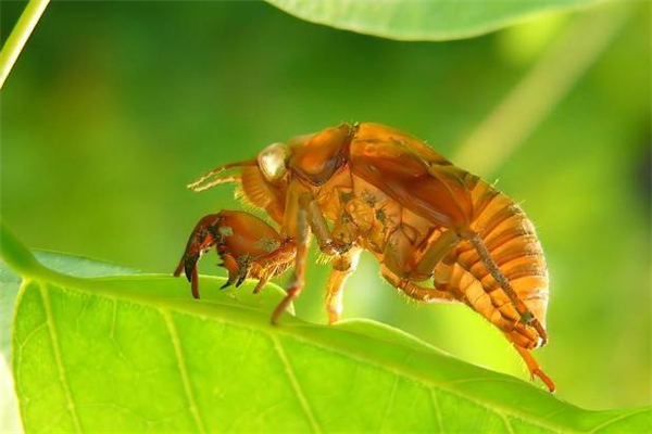 知了猴晚上幾點(diǎn)出來 知了猴為什么晚上出來