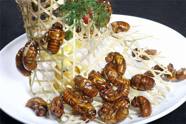 知了猴晚上幾點(diǎn)出來 知了猴為什么晚上出來