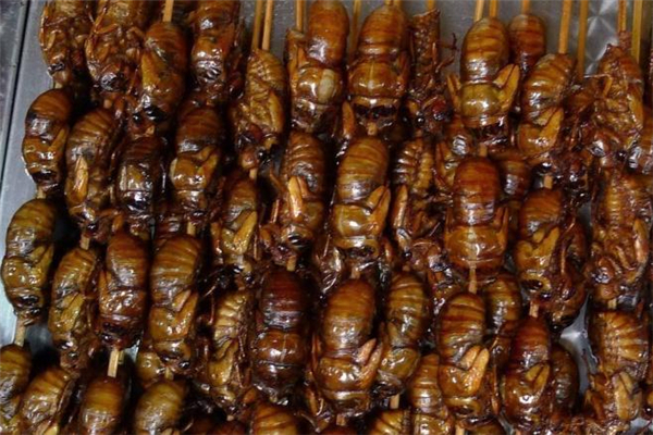 知了猴剛出殼能吃嗎 知了猴剛蛻變能吃嗎 知了猴剛出殼能吃嗎 知了猴剛蛻變能吃嗎