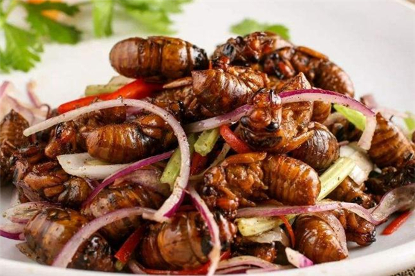 知了猴剛出殼能吃嗎 知了猴剛蛻變能吃嗎 知了猴剛出殼能吃嗎 知了猴剛蛻變能吃嗎