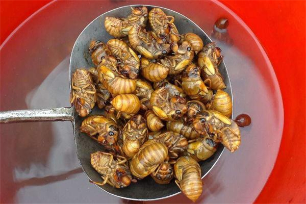 知了猴有寄生蟲嗎 知了猴有寄生蟲怎么處理 知了猴有寄生蟲嗎 知了猴有寄生蟲怎么處理