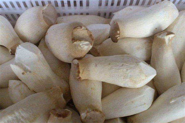 杏鮑菇變軟了還能吃嗎 杏鮑菇軟了是壞了嗎 杏鮑菇變軟了還能吃嗎 杏鮑菇軟了是壞了嗎