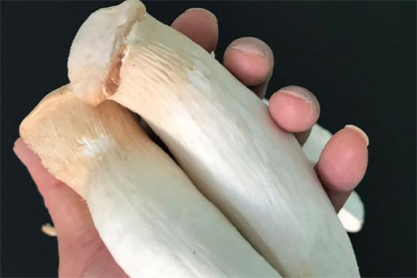 杏鮑菇為什么要焯水 杏鮑菇焯水后怎么存放 杏鮑菇為什么要焯水 杏鮑菇焯水后怎么存放