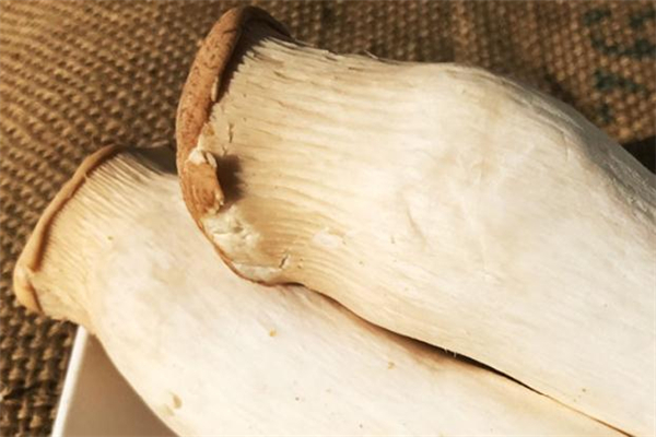 杏鮑菇變黃了還能吃嗎 杏鮑菇變黃怎么回事 杏鮑菇變黃了還能吃嗎 杏鮑菇變黃怎么回事