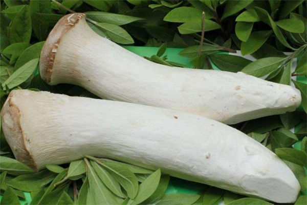 杏鮑菇是轉(zhuǎn)基因食品嗎 杏鮑菇是酸性還是堿性 杏鮑菇是轉(zhuǎn)基因食品嗎 杏鮑菇是酸性還是堿性