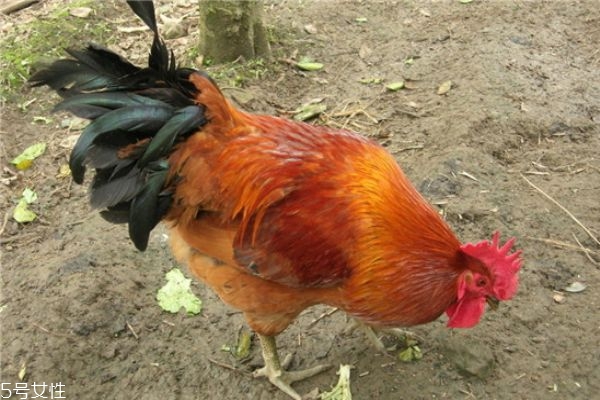 雞身上哪些部位不能吃 雞身上不能吃的幾個(gè)部位 雞身上哪些部位不能吃 雞身上不能吃的幾個(gè)部位