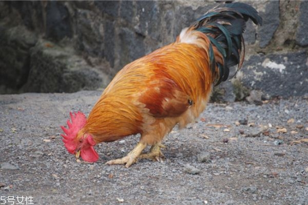 雞身上哪些部位不能吃 雞身上不能吃的幾個(gè)部位 雞身上哪些部位不能吃 雞身上不能吃的幾個(gè)部位