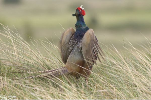 柴雞比肉雞更有營養(yǎng)嗎 吃什么樣的雞最有營養(yǎng) 柴雞比肉雞更有營養(yǎng)嗎 吃什么樣的雞最有營養(yǎng)