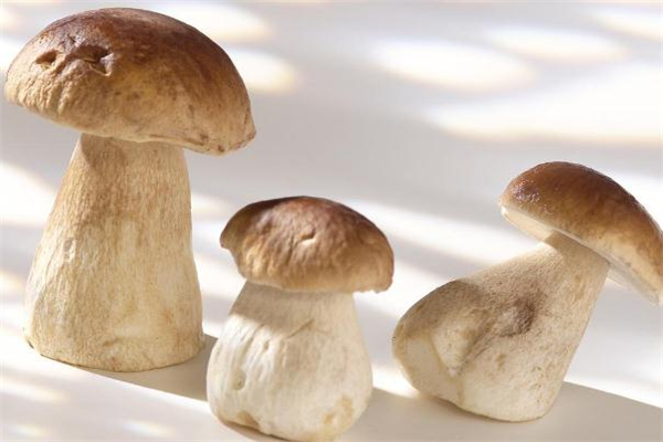 牛肝菌什么顏色的好 哪種顏色的牛肝菌好吃 牛肝菌什么顏色的好 哪種顏色的牛肝菌好吃