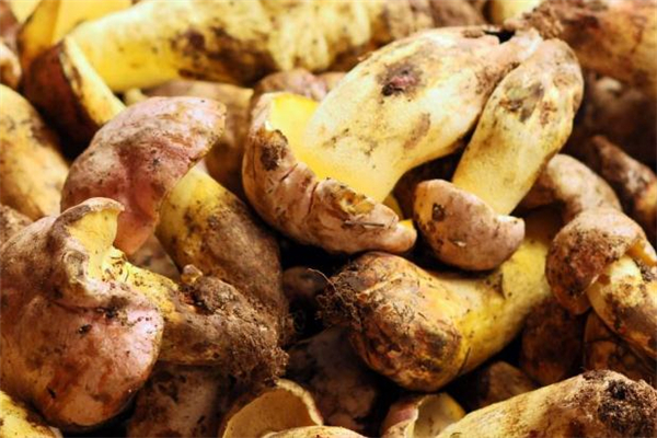 牛肝菌什么顏色的好 哪種顏色的牛肝菌好吃 牛肝菌什么顏色的好 哪種顏色的牛肝菌好吃