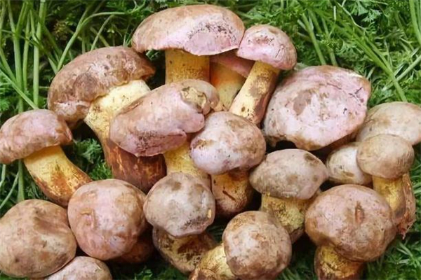 牛肝菌什么顏色的好 哪種顏色的牛肝菌好吃 牛肝菌什么顏色的好 哪種顏色的牛肝菌好吃
