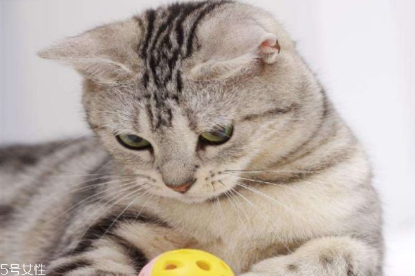 蚊香對(duì)貓咪有害嗎 驅(qū)蚊酯對(duì)貓咪有害嗎 蚊香對(duì)貓咪有害嗎 驅(qū)蚊酯對(duì)貓咪有害嗎