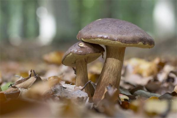 牛肝菌怎么保存 新鮮牛肝菌保存方法 牛肝菌怎么保存 新鮮牛肝菌保存方法