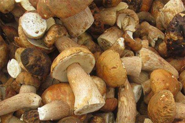 牛肝菌怎么保存 新鮮牛肝菌保存方法 牛肝菌怎么保存 新鮮牛肝菌保存方法